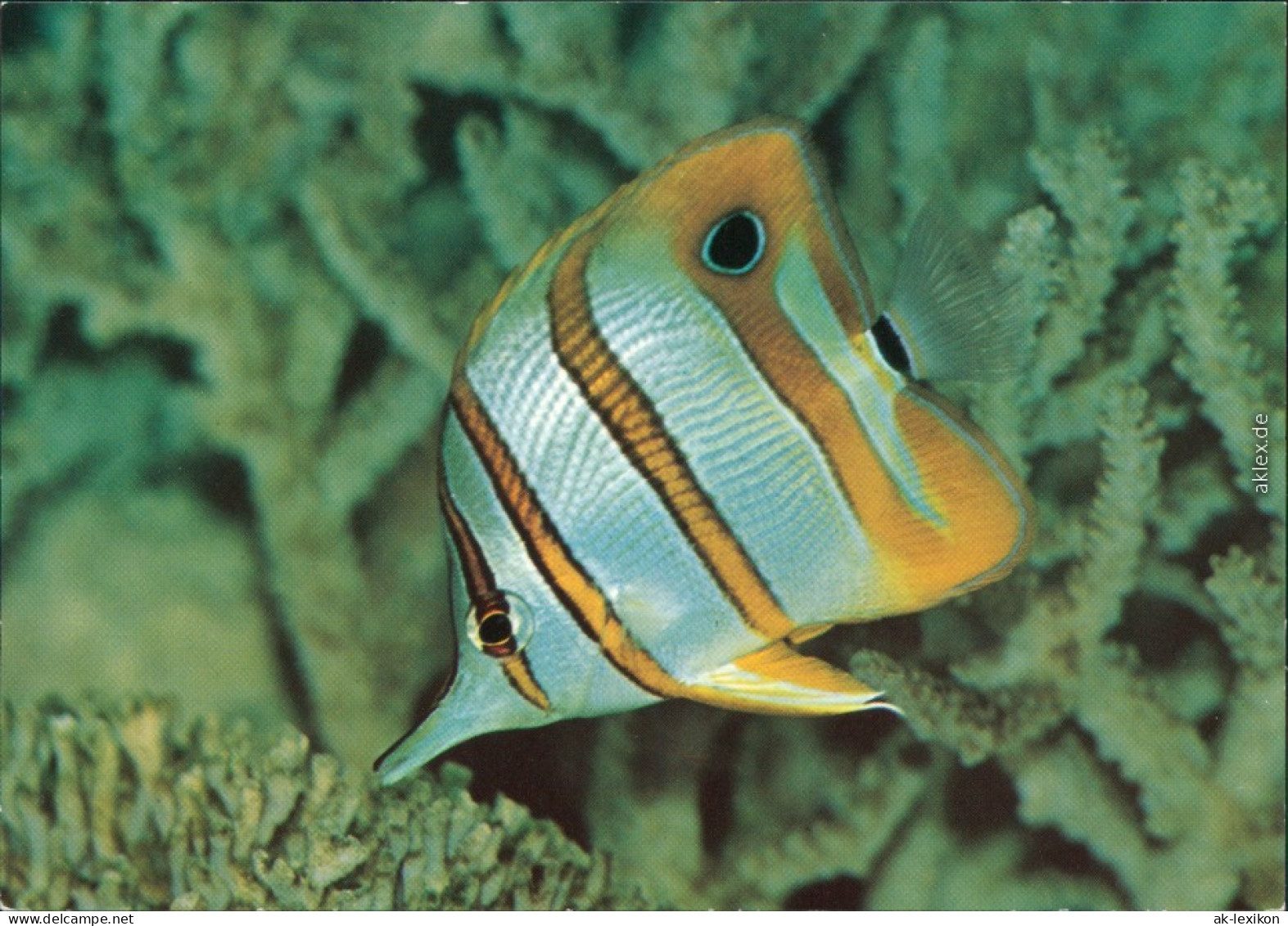 Ansichtskarte Stralsund Meeresmuseum: Gebänderter Pinzettfisch 1980 - Stralsund