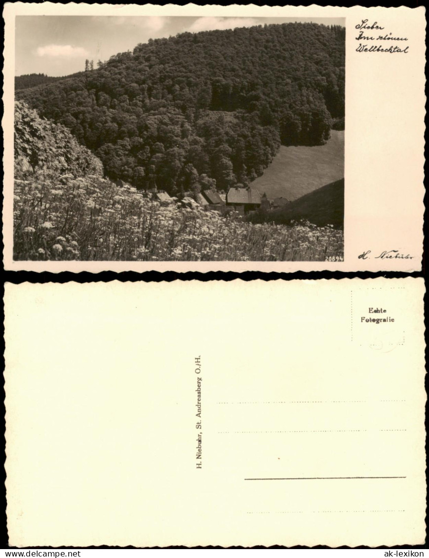 Sankt Andreasberg-Braunlage Umland-Ansicht Partie Im Wellbechtal 1950 - St. Andreasberg