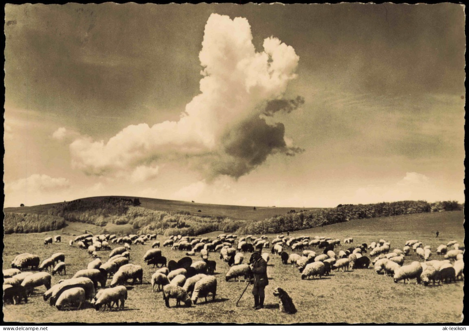 Ansichtskarte  Glückwunsch: Pfingsten, Stimmungsbild Schäfer, Schafe 1963 - Pentecost