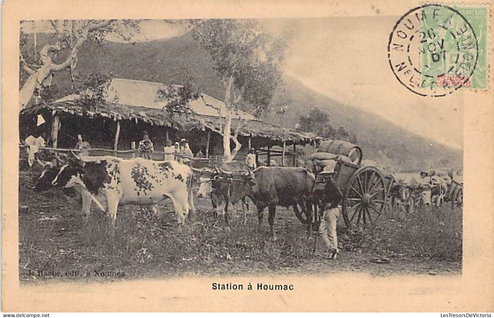 Nouvelle Calédonie - Station De Koumac - Erreur D'imprimerie " Houmac" - Attelage De Boeufs - Carte Postale Ancienne - Neukaledonien