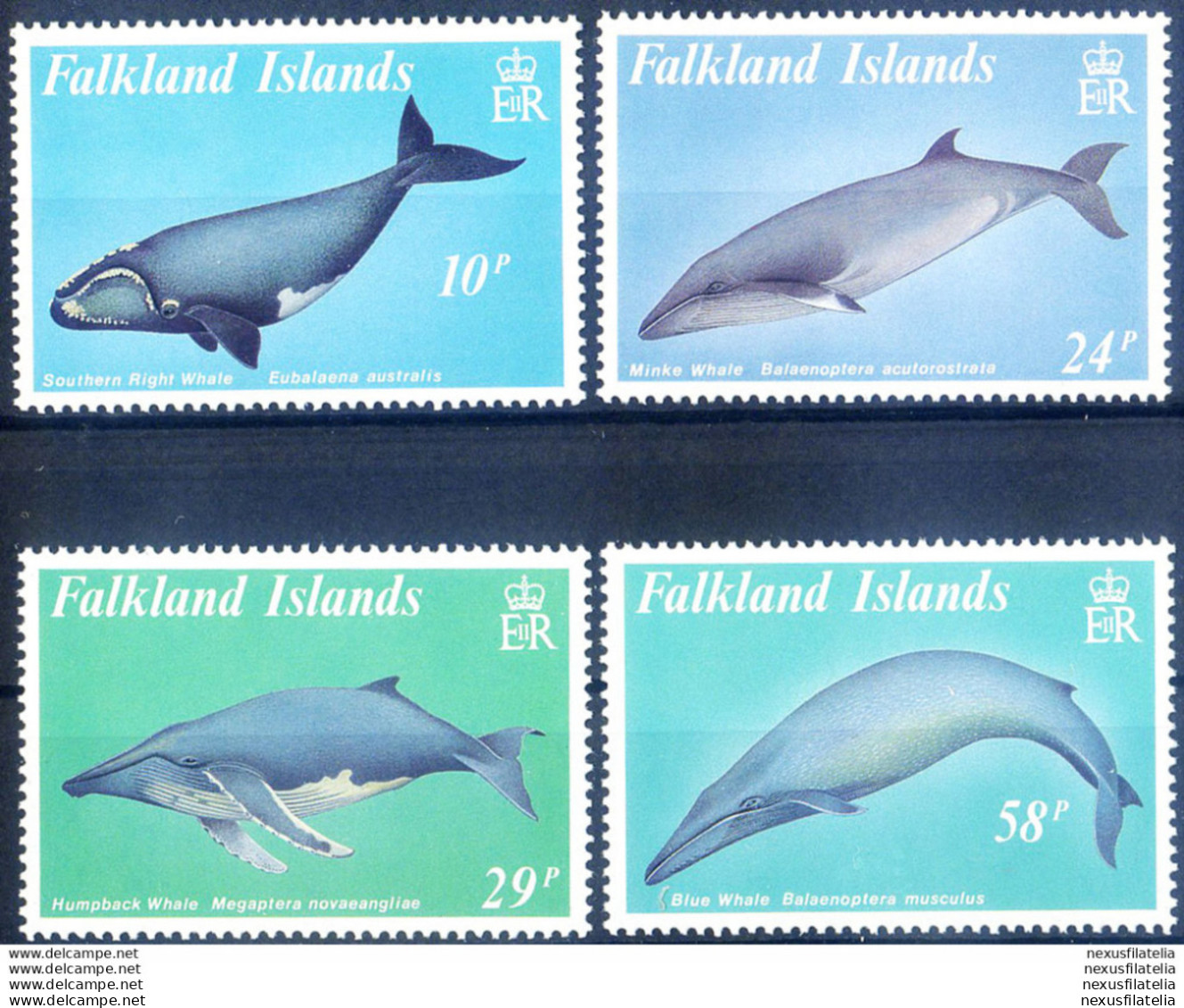 Fauna. Balene 1989. - Falklandeilanden