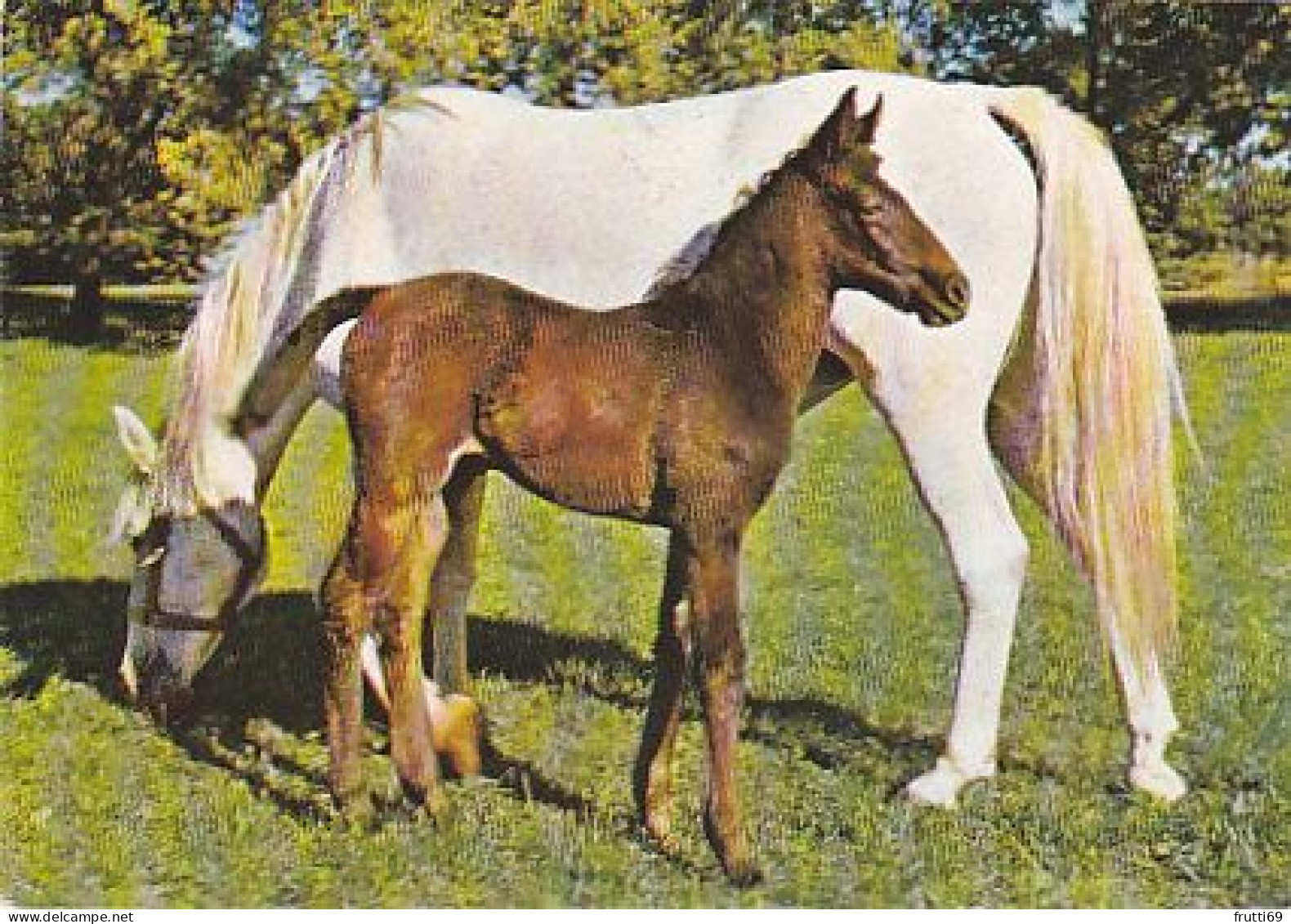 AK 210867 HORSE / PFERD - Horses