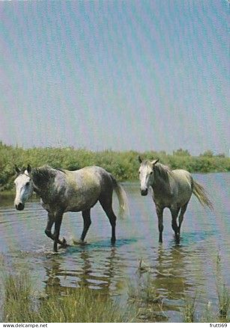 AK 210870 HORSE / PFERD - Horses