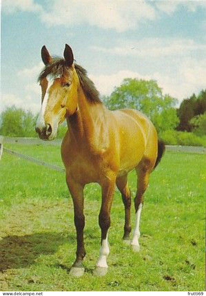 AK 210874 HORSE / PFERD - Horses