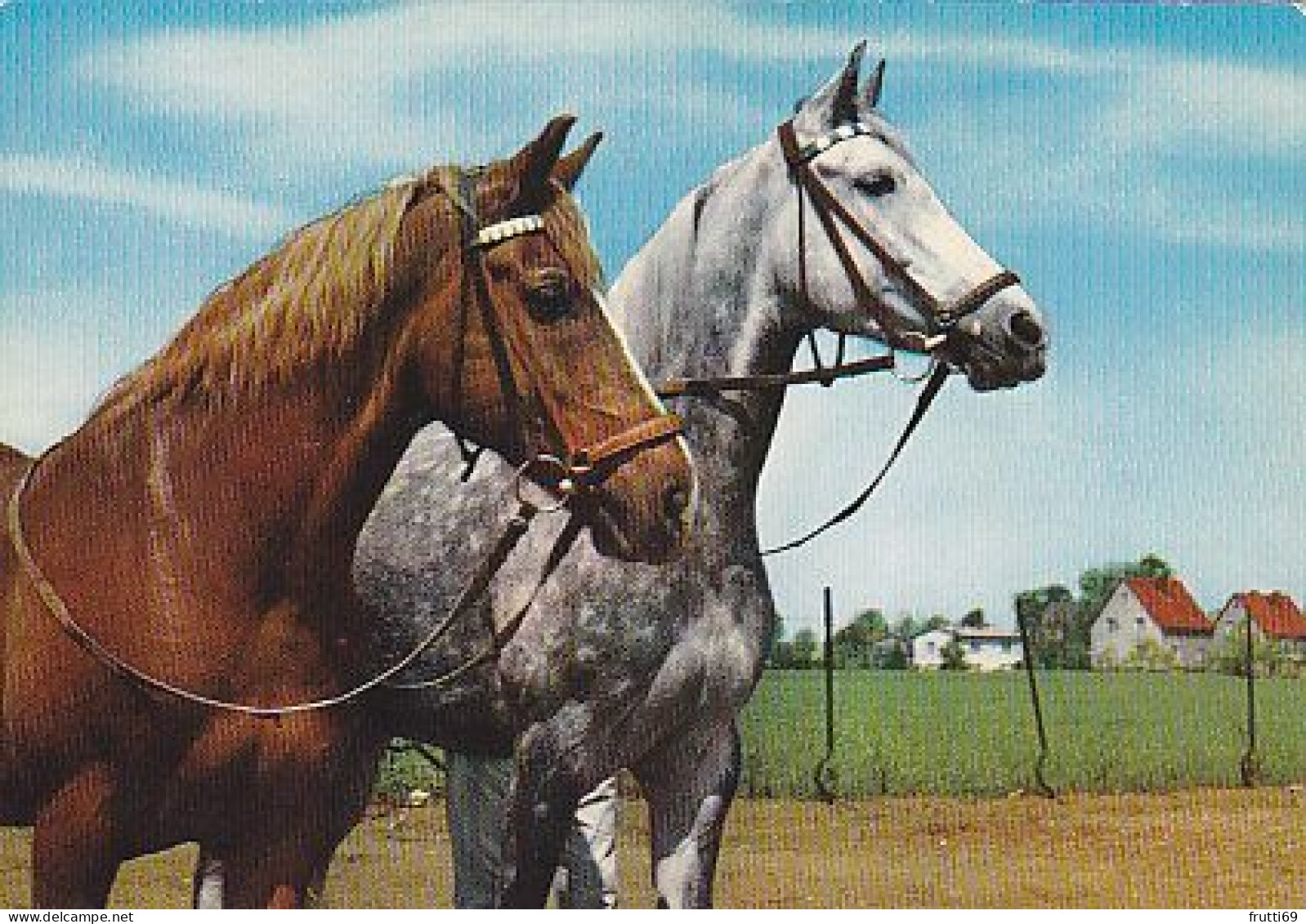 AK 210875 HORSE / PFERD - Horses