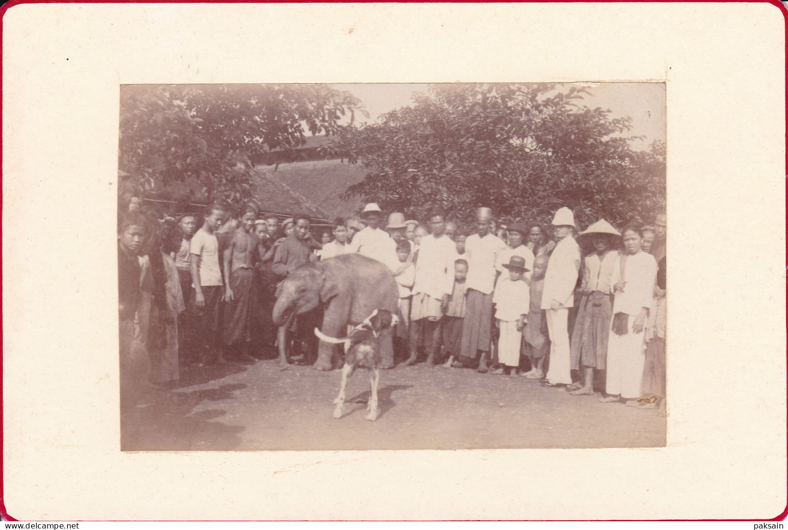 Cambodge Ou Vietnam Photographie 1900 Eléphant Blanc ? Cornac Photo Indochine Ou Siam  Asie White Elephant - Azië