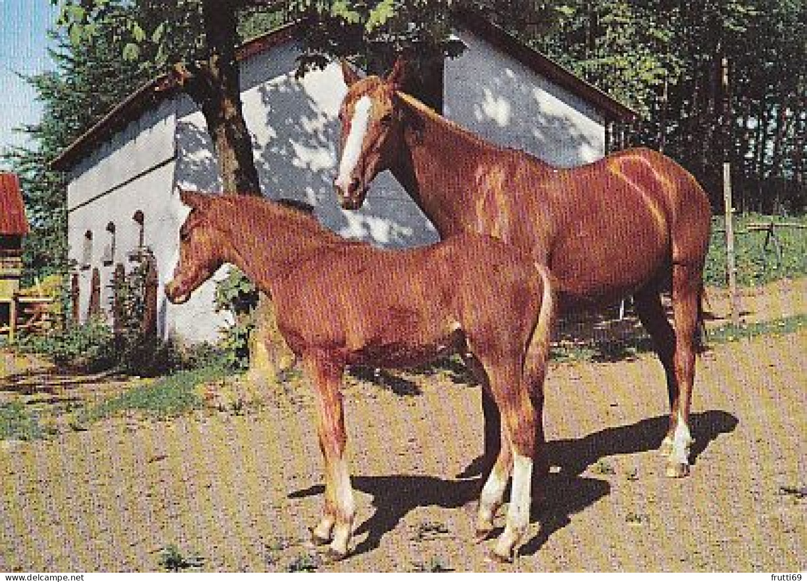 AK 210885 HORSE / PFERD - Horses
