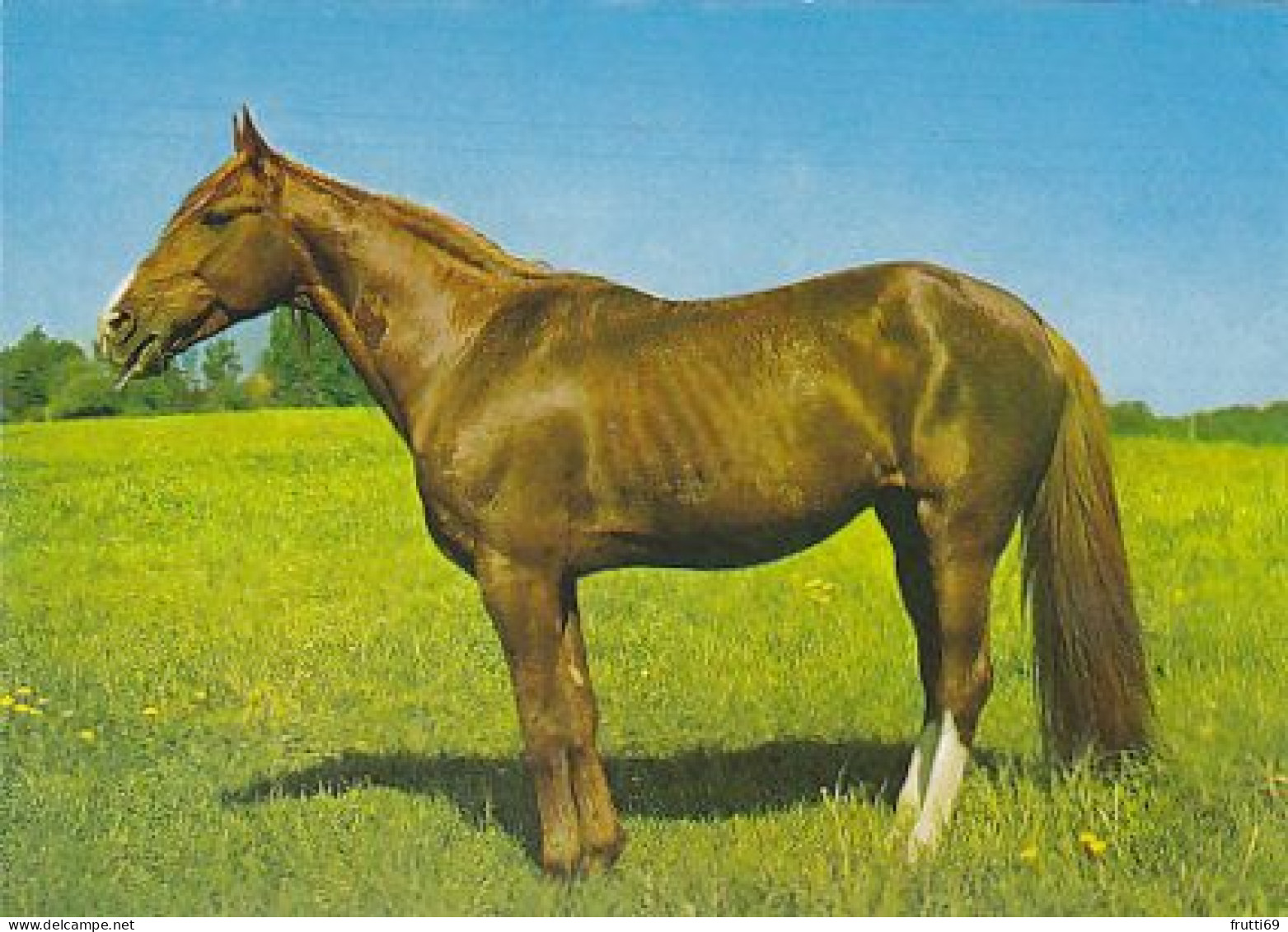 AK 210892 HORSE / PFERD - Horses