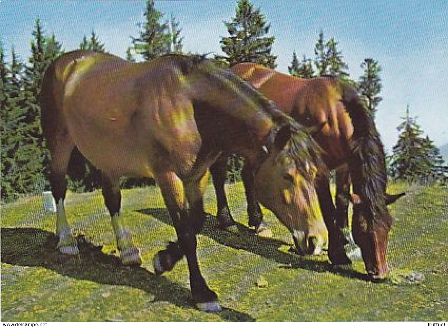 AK 210894 HORSE / PFERD - Horses