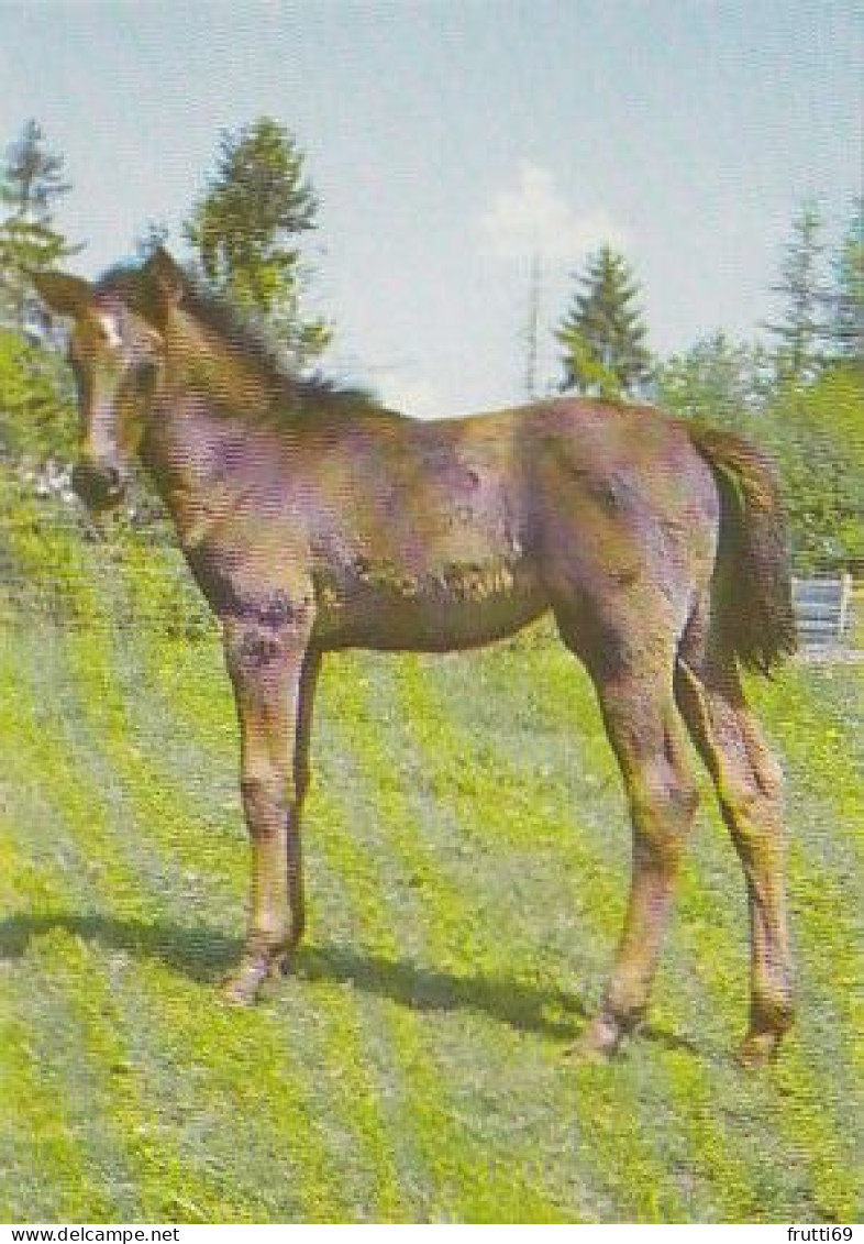 AK 210899 HORSE / PFERD - Horses