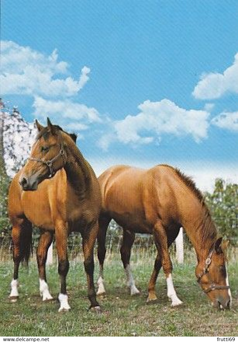 AK 210908 HORSE / PFERD - Horses