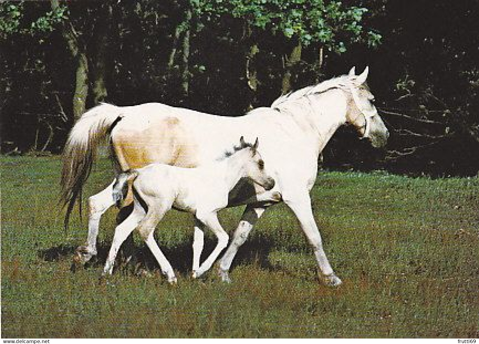 AK 210910 HORSE / PFERD - Horses