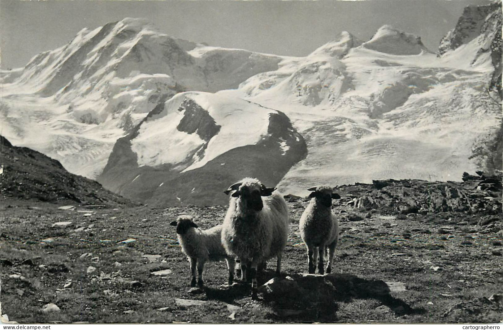 Switzerland Auf Rotenboden Ob Zermatt Lyskamm Castor Und Pollux Sheep - Autres & Non Classés