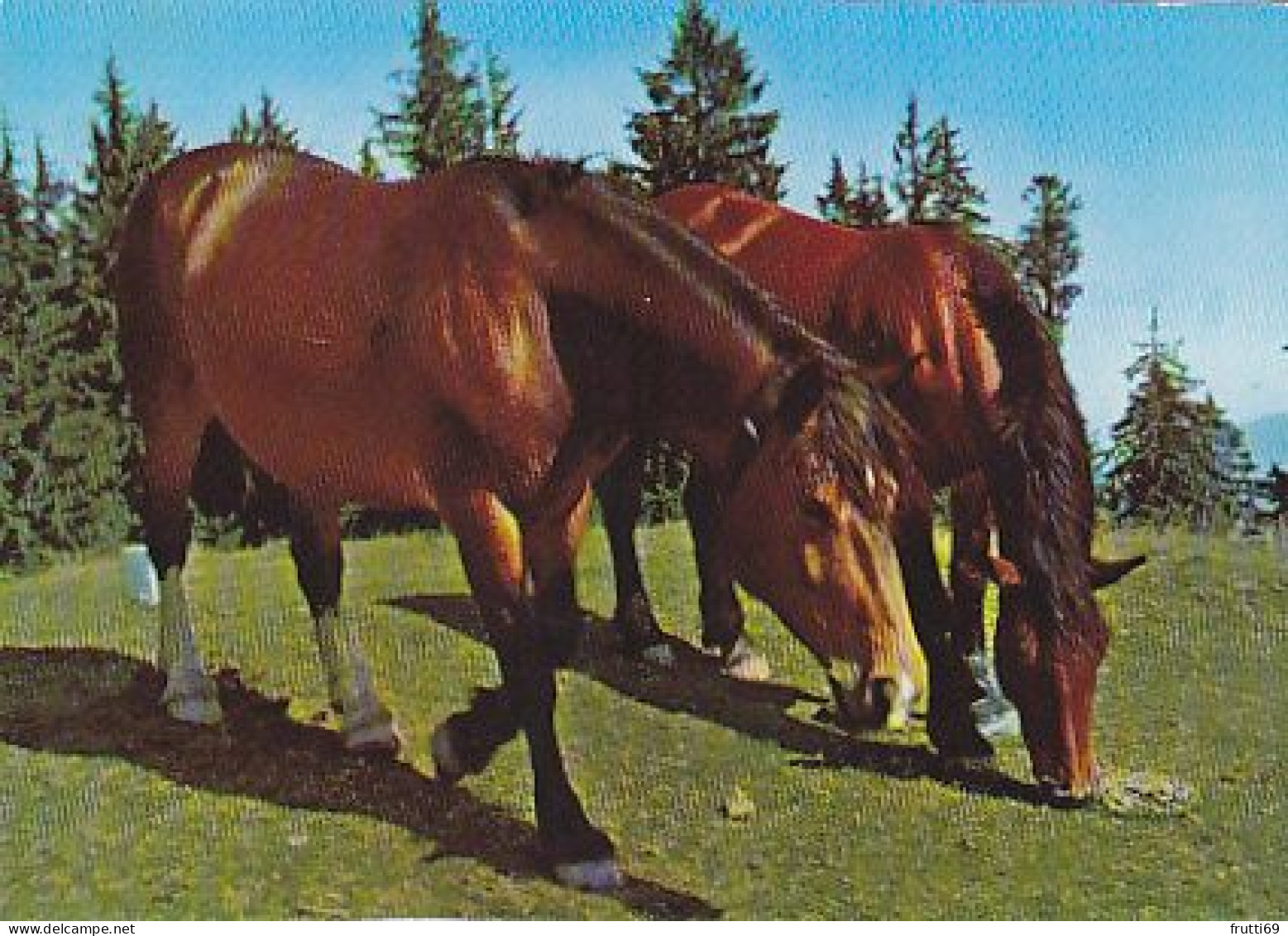 AK 210914 HORSE / PFERD - Horses