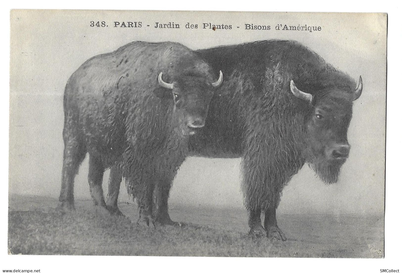 Paris, Jardin Des Plantes, Lot De 2 Cartes : Bisons D'amérique / Macaque Et Magot (A18p1) - Parcs, Jardins