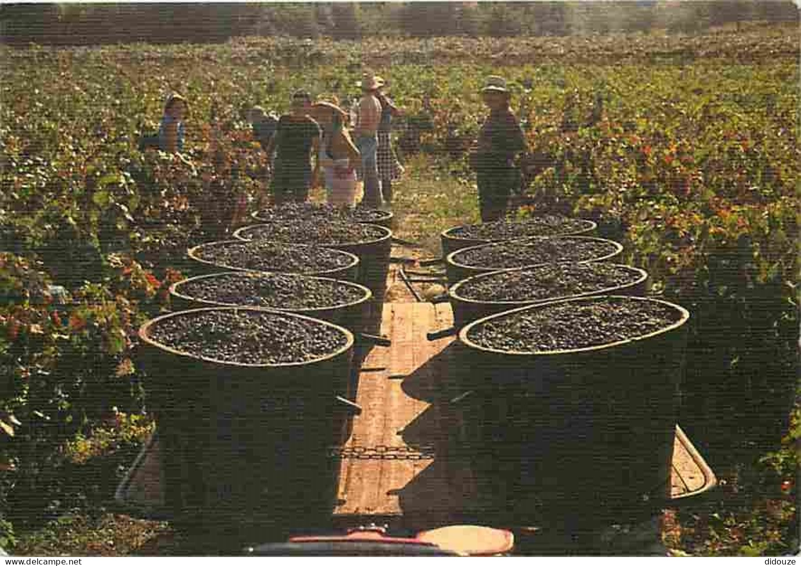 Vignes - Scènes De Vendanges - Flamme Postale De Rivesaltes - CPM - Voir Scans Recto-Verso - Viñedos