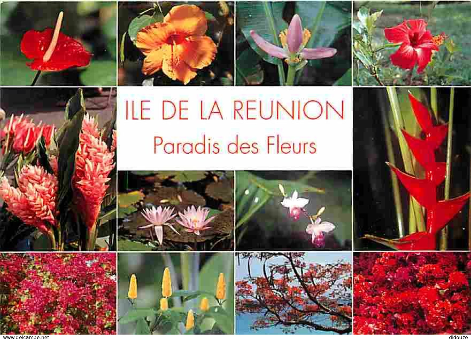 La Réunion - Fleurs - Multivues - CPM - Voir Scans Recto-Verso - Otros & Sin Clasificación