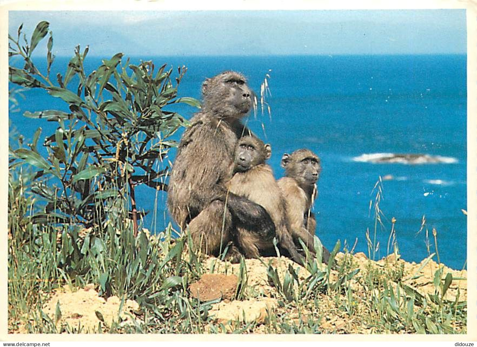 Animaux - Singes - Afrique Du Sud - South Africa - Baboons Never Fail To Fascinate With Their Playful Antics. They Aiso  - Scimmie