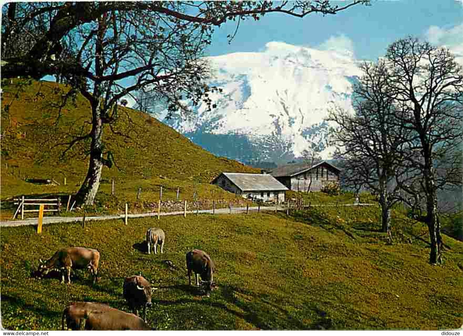 Animaux - Vaches - Suisse - Engelberg-Schwand - Chalet - Carte Neuve - CPM - Voir Scans Recto-Verso - Koeien