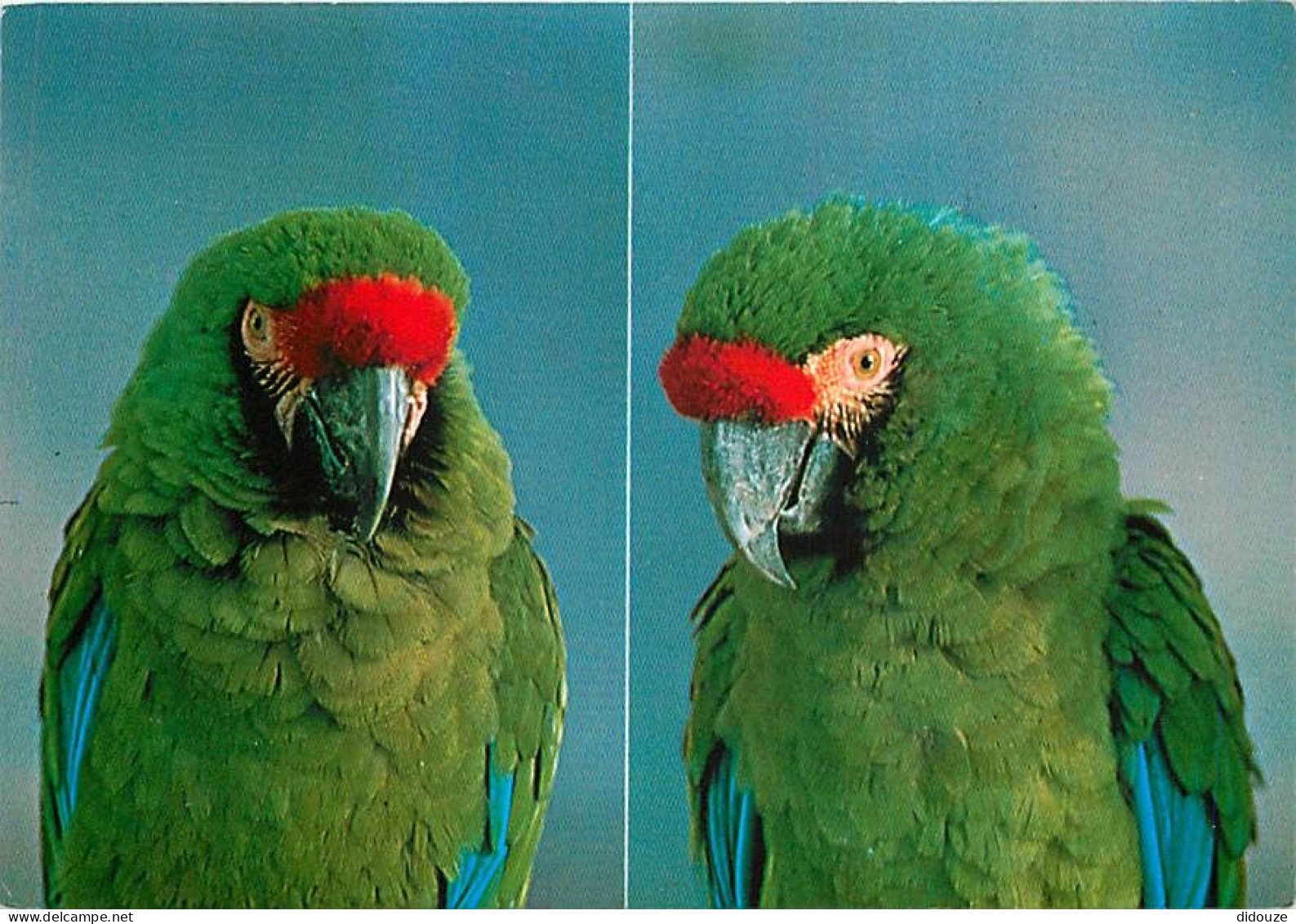 Animaux - Oiseaux - Perroquet - Parc Ornithologique Départemental De La Dombes De Villars Les Dombes ( 01 - Ain ) - Ara  - Birds