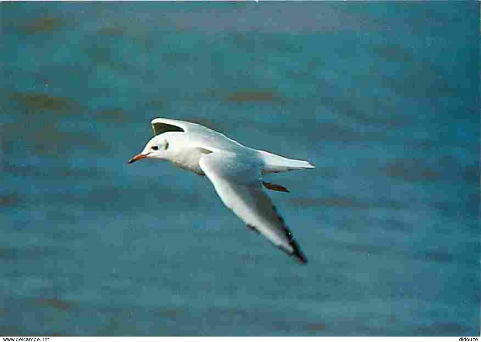 Animaux - Oiseaux - Mouettes - CPM - Voir Scans Recto-Verso - Birds