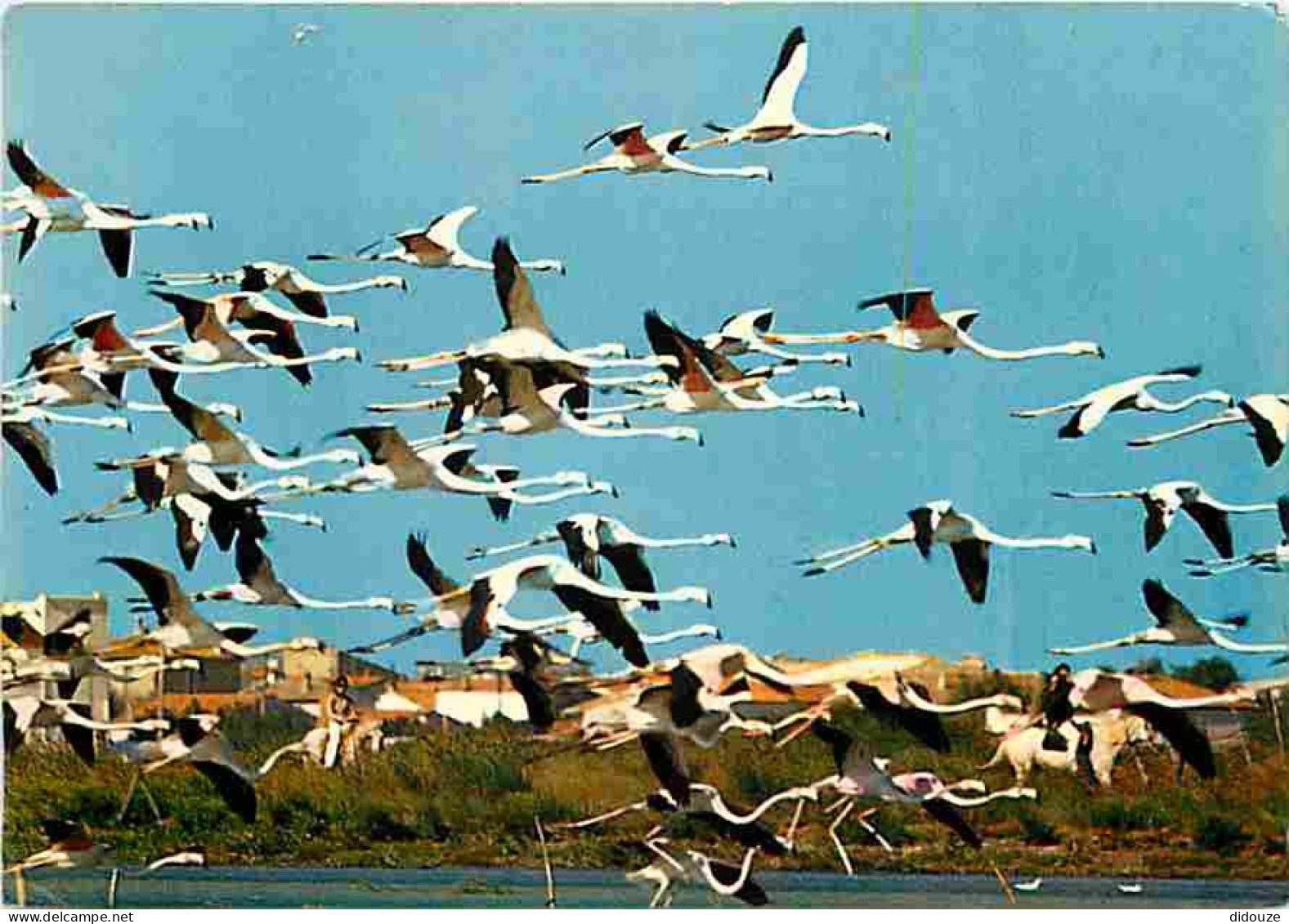 Animaux - Oiseaux - Flamants Roses - Camargue - CPM - Voir Scans Recto-Verso - Birds