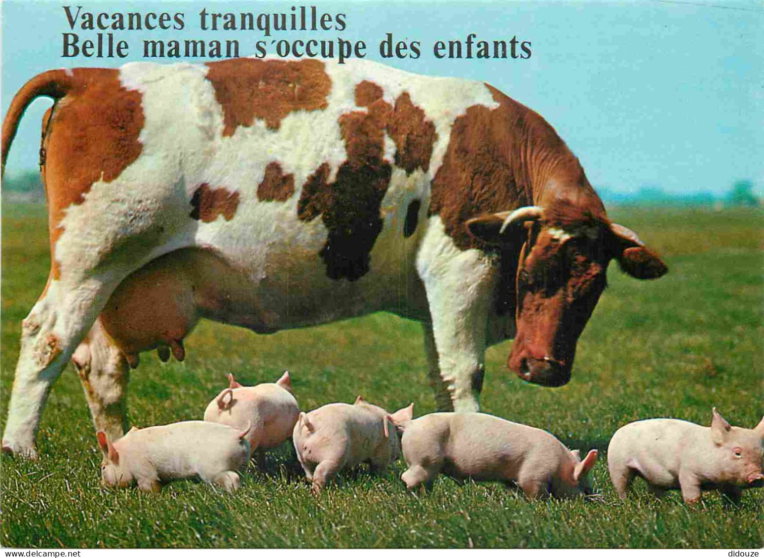 Animaux - Vaches - Carte à Message Humoristique - Cochons - CPM - Voir Scans Recto-Verso - Mucche