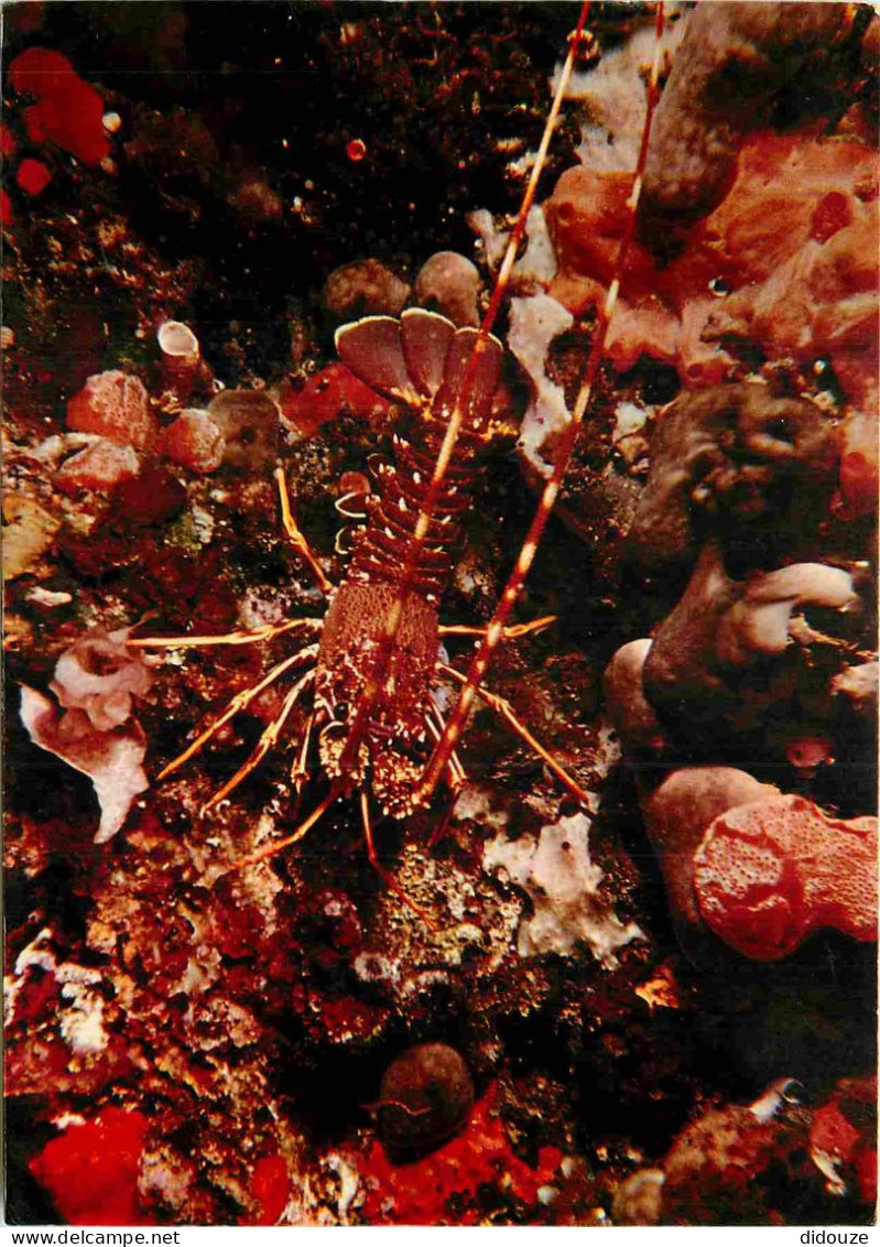 Animaux - Langouste - CPM - Voir Scans Recto-Verso - Fish & Shellfish