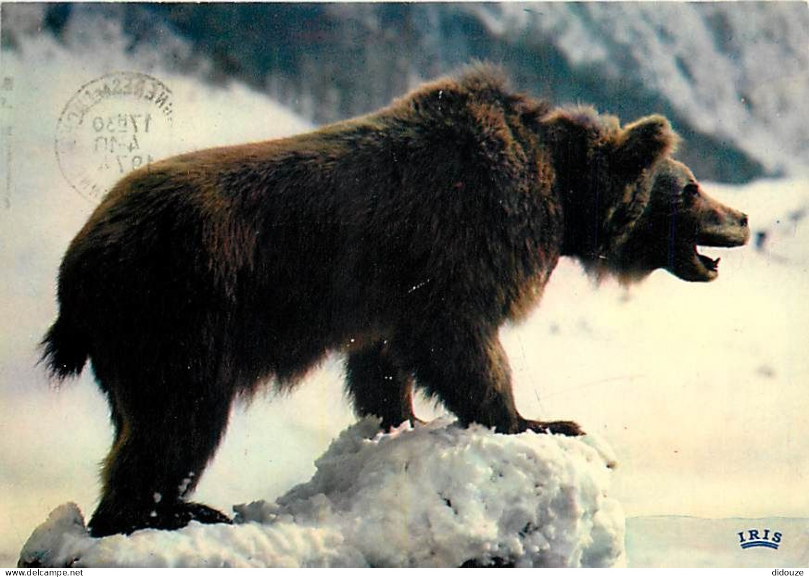 Animaux - Ours - Ours Des Pyrénées - CPM - Voir Scans Recto-Verso - Beren