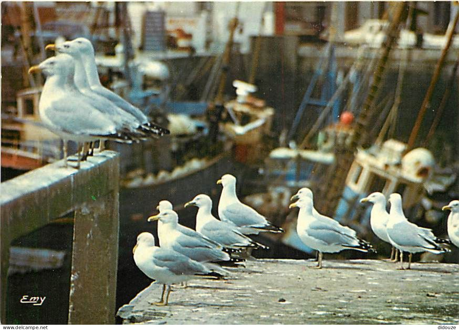 Animaux - Oiseaux - Oiseaux De Mer - CPM - Voir Scans Recto-Verso - Birds