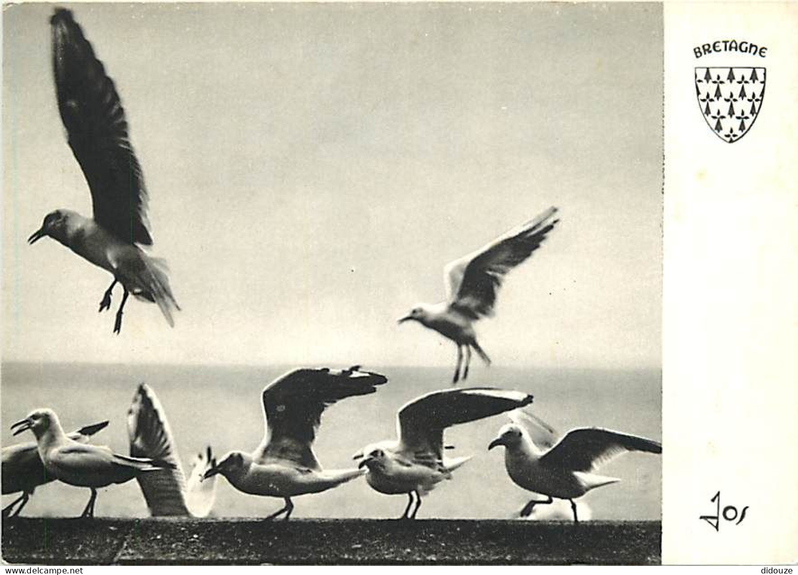 Animaux - Oiseaux - Oiseaux De Mer - Bretagne - CPM - Voir Scans Recto-Verso - Birds