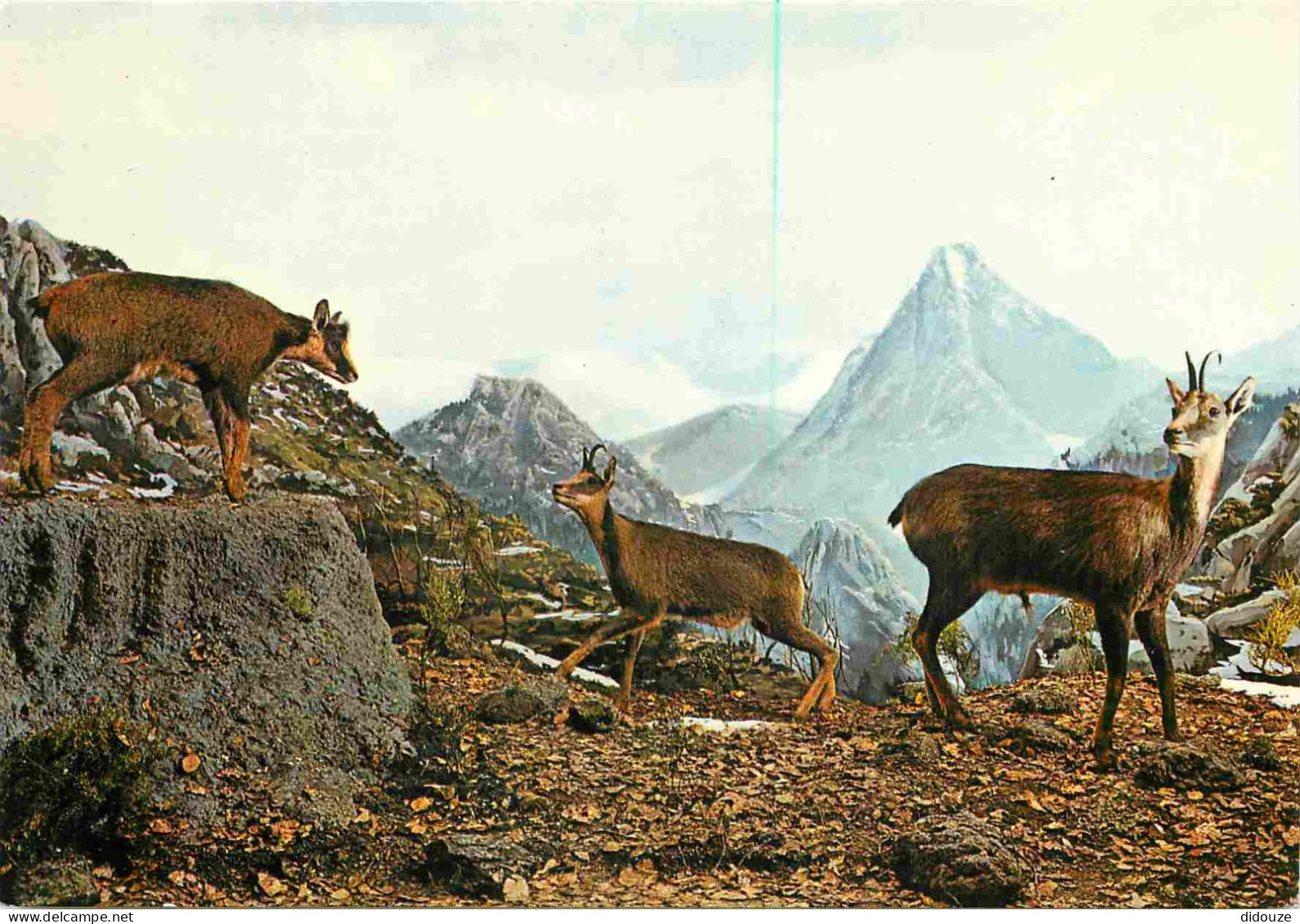 Animaux - Chamois - Palacio Real De Riofrio - Segovia - Museo De Caza - CPM - Voir Scans Recto-Verso - Sonstige & Ohne Zuordnung