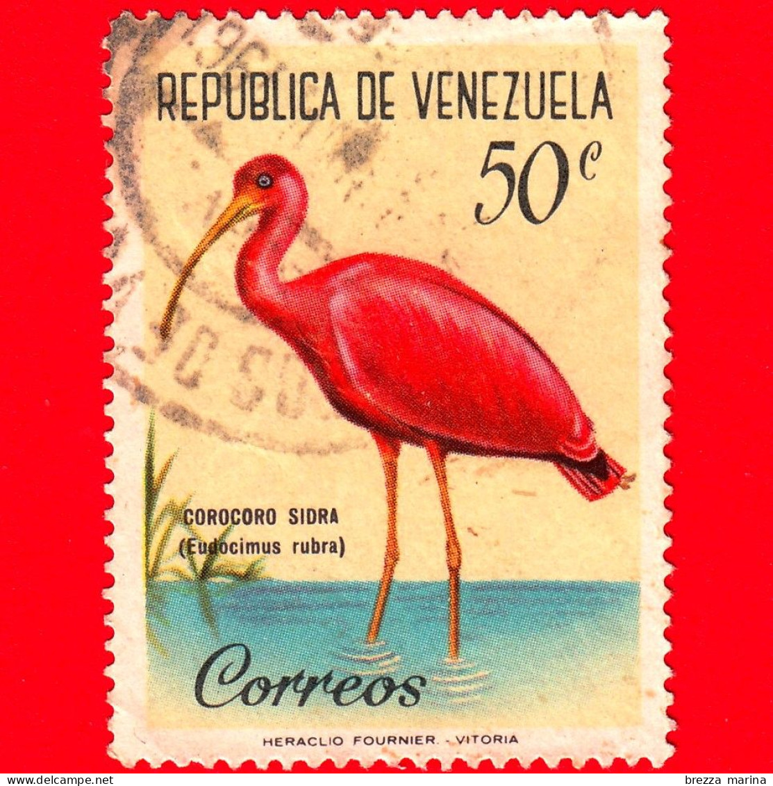 VENEZUELA - Usato - 1961 - Uccelli - Ibis Scarlatto (Eudocimus Rubra) - 50 - Venezuela