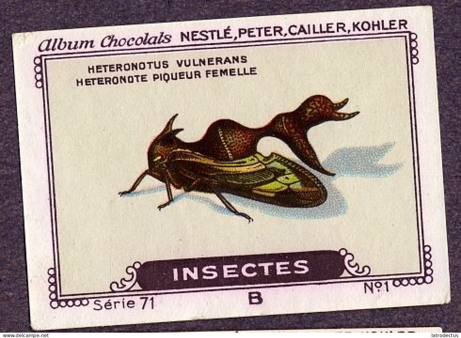 Nestlé - 71B - Insectes, Insects - 3 - Diactor Bilineatus - Nestlé
