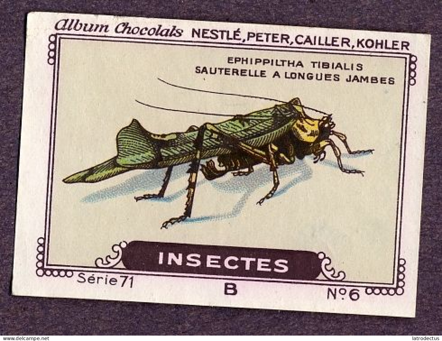 Nestlé - 71B - Insectes, Insects - 6 - Ephippiltha Tibialis - Nestlé