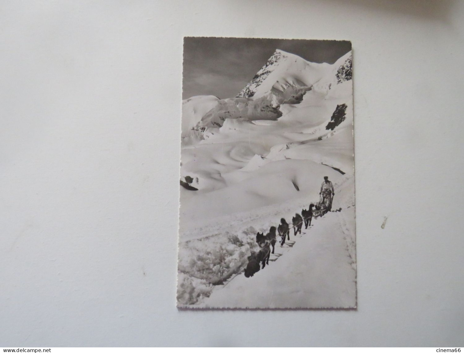 Jungfraujoch - Rottalhorn, Polarhunde - Autres & Non Classés