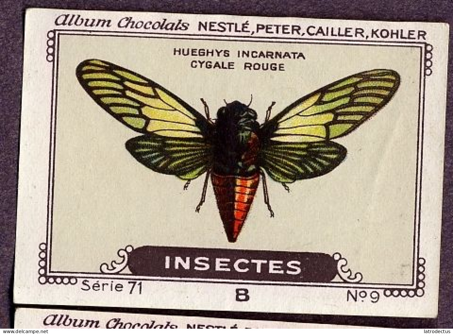 Nestlé - 71B - Insectes, Insects - 9 - Hueghys Incarnata - Nestlé