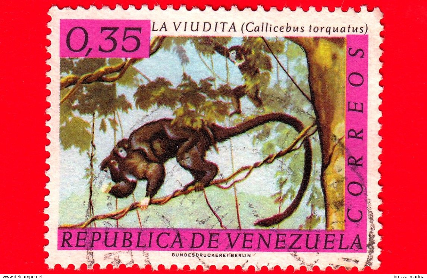 VENEZUELA - Usato - 1963 Fauna - Cincia Dal Collare Bianco (Calicebus Torquatus) - 0.35 - Venezuela