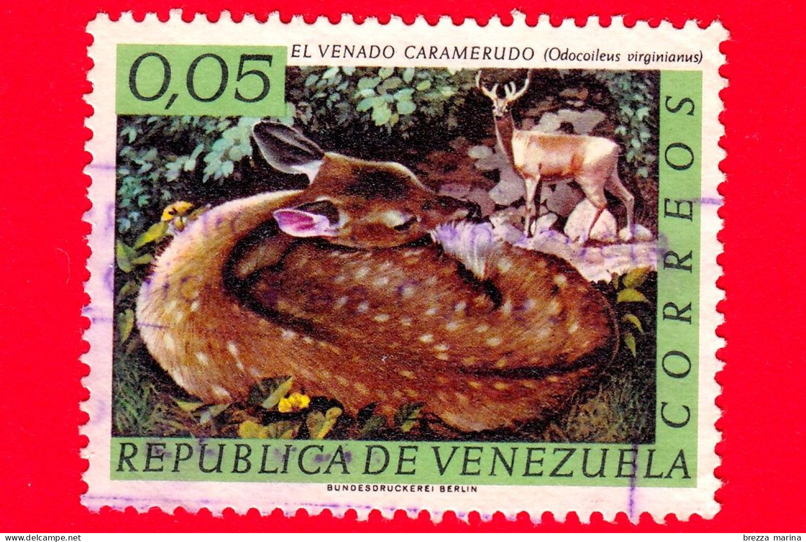 VENEZUELA - Usato - 1963 - Fauna - Cervo Dalla Coda Bianca (Odocoileus Virginianus) - 0.05 - Venezuela
