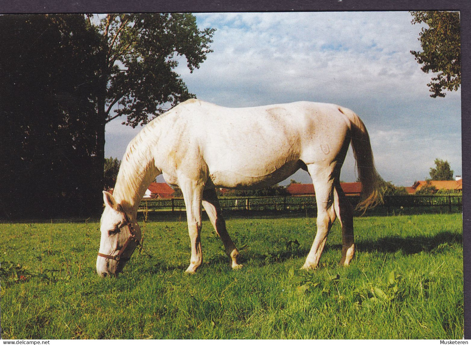 German Printing PPC Horse Pferd Cheval Postally Used In Denmark 2008 To HELLERUP (2 Scans) - Pferde