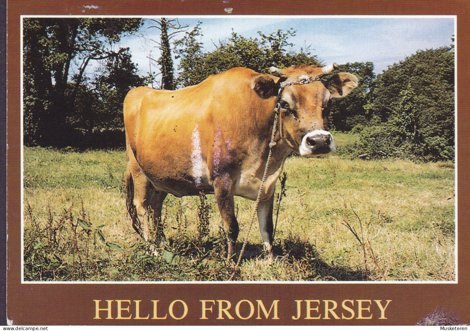 Jersey PPC Jersey Cow Kuh Vache BY AIR MAIL Par Avion Label 2005 HELLERUP Denmark Motor Festival Classic Car (2 Scans) - Jersey