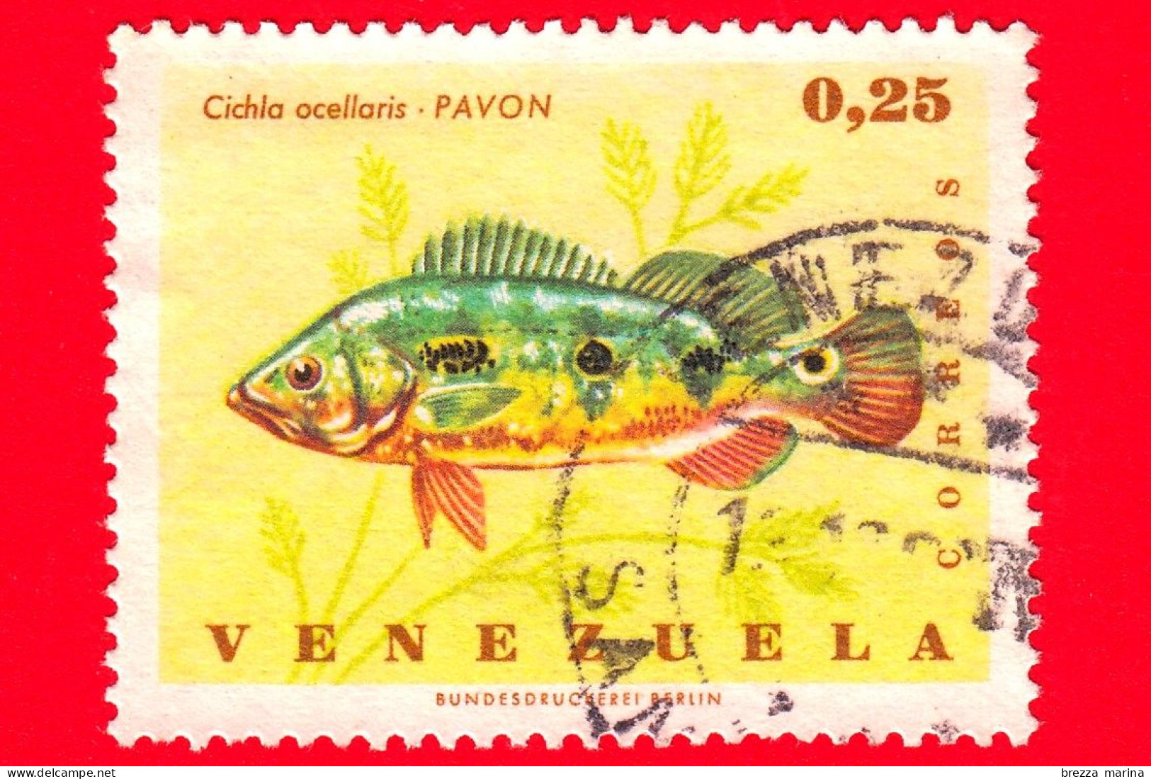VENEZUELA - Usato - 1966 - Pesci - Pavone Basso (Cichla Ocellaris) - Cichla Ocellaris - 0.25 - Venezuela