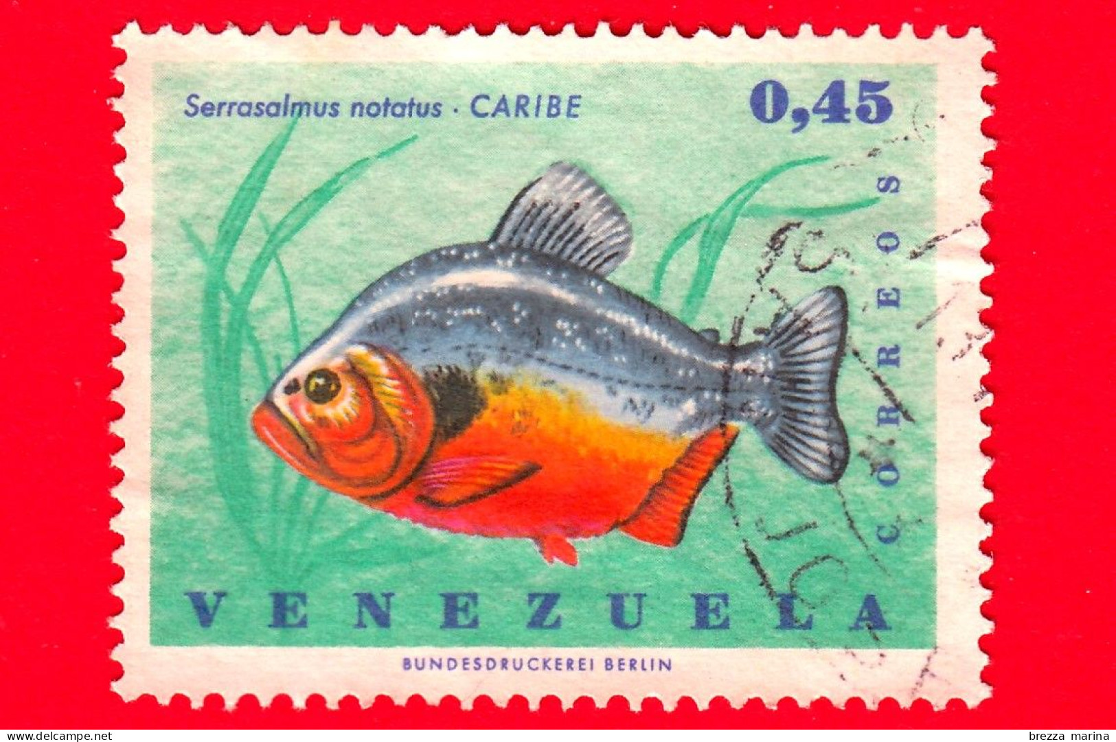 VENEZUELA - Usato - 1966 - Pesci - Piranha Macchia Nera (Serrasalmus Avvistato) - Serrasalmus -  0.45 - Venezuela