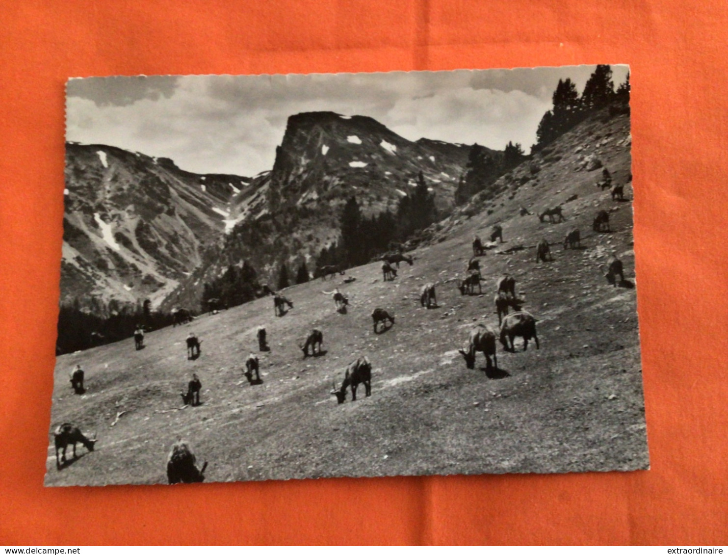 Parc National Troupeau De Cerfs Circulee En 1966 No. 590 - Autres & Non Classés