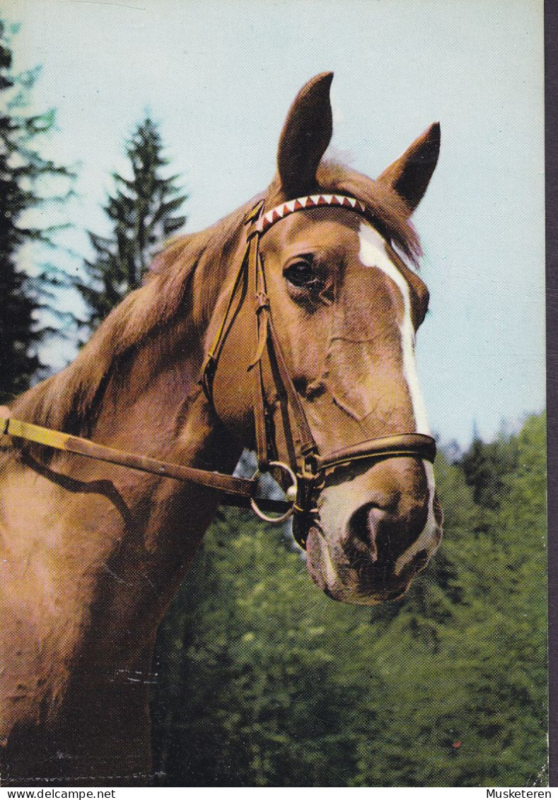 Denmark PPC Hest Horse Pferd Cheval Kunstforlag Rudolf Olsen (2 Scans) - Pferde