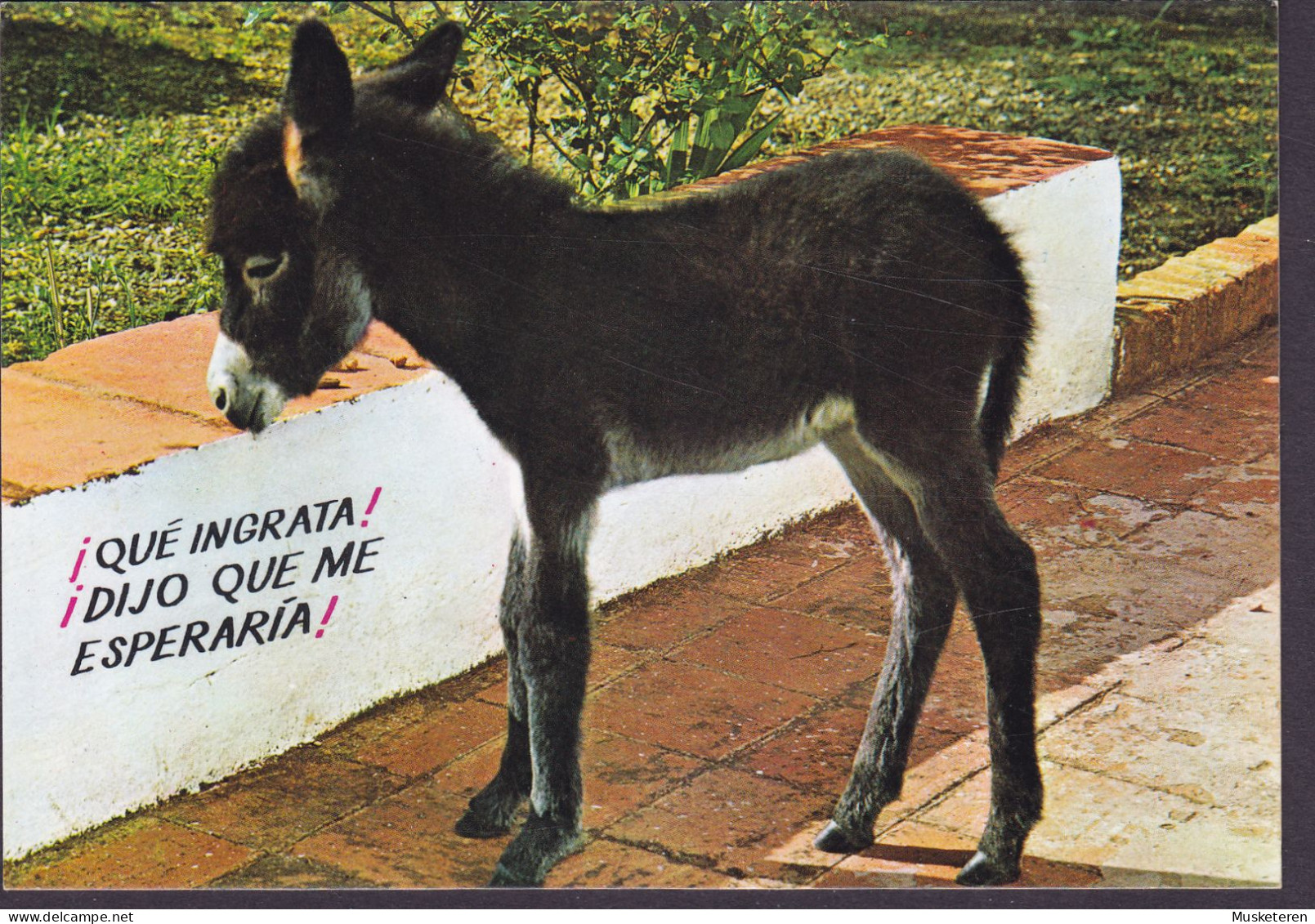 Spain PPC Costa Del Sol El Burrito Bojtijero Donkey Âne (2 Scans) - Esel