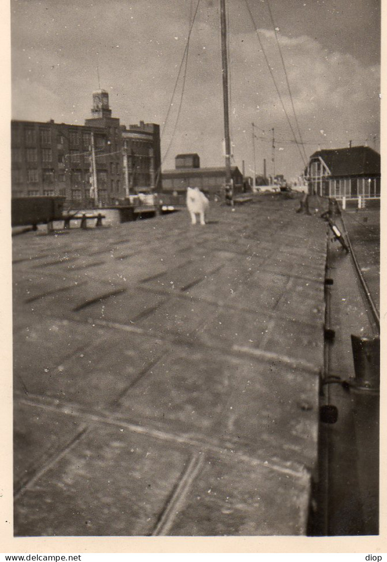 Photographie Photo Vintage Snapshot Batellerie P&eacute;niche Chien Bateau - Autres & Non Classés