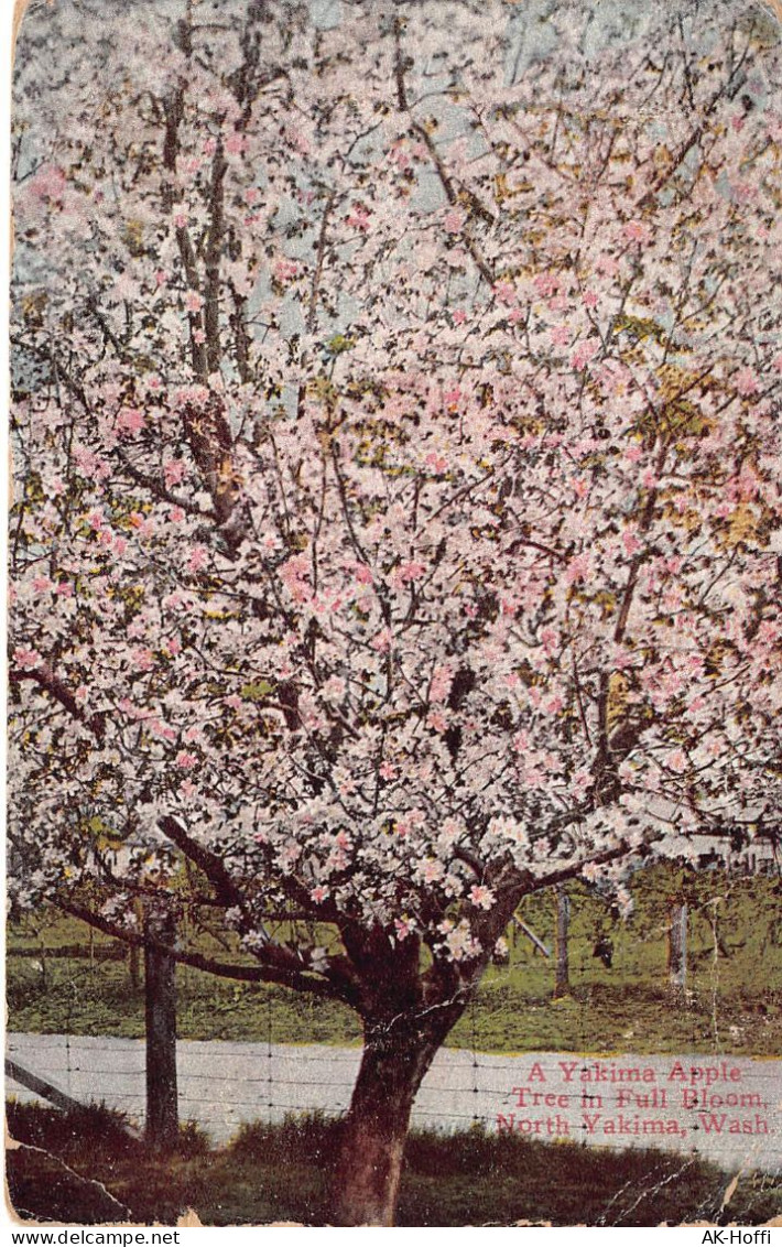 A Yakima Apple Tree In Full Bloom, North Yakima, Wash - Arbres