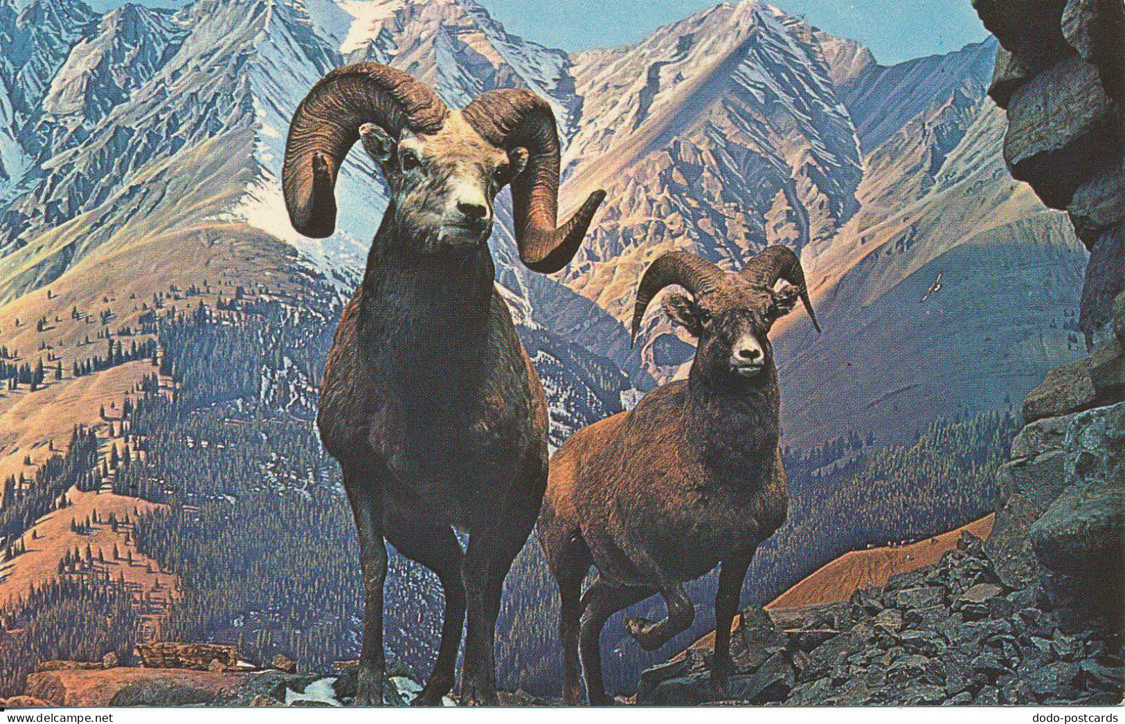 PC47308 Rocky Mountain Big Horn Sheep. Canadian Rockies. Plastichrome - Monde