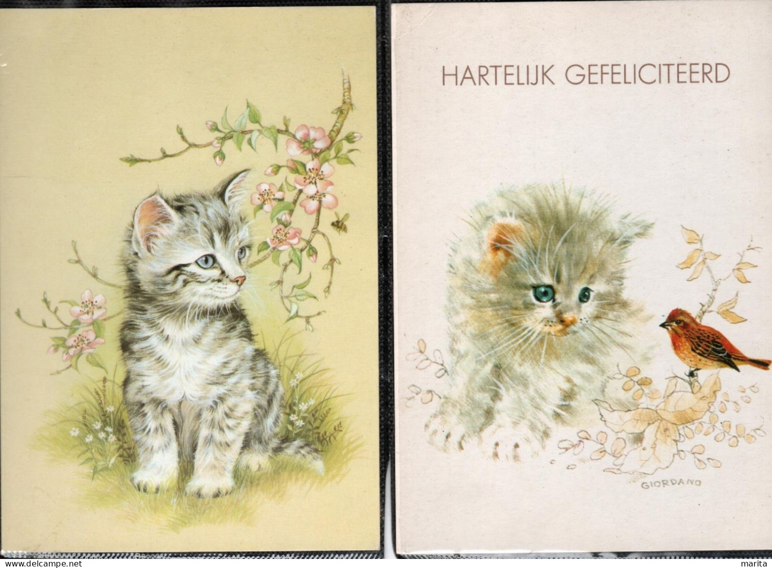 2 Cartes : Chats - Cats -katzen - Poesjes - - Cats